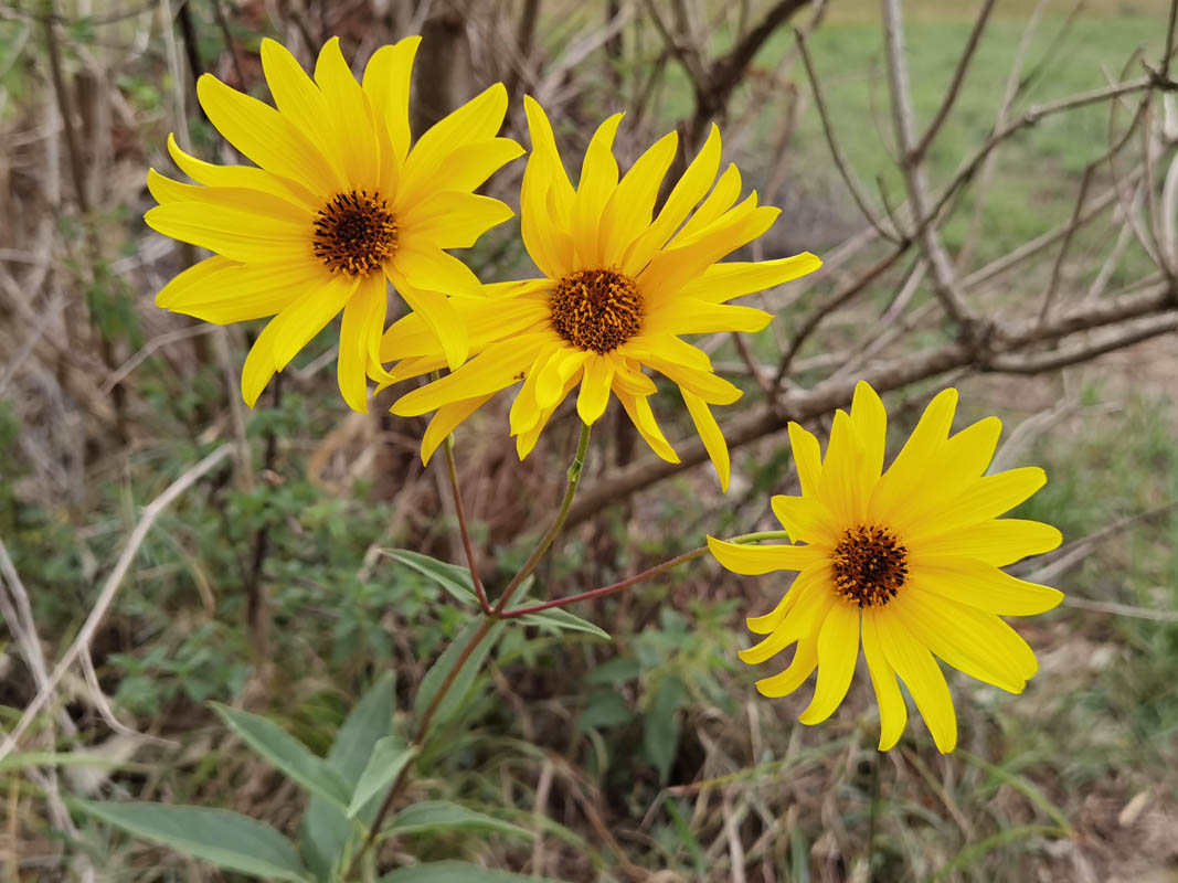 Helianthus atrorubens en fleurs dans une prairie sèche du sud-est des États-Unis